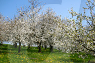 Bluehender Kirschbaum Birrfeld AG