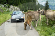 Vieh auf einer Bergstrasse im Muotatal, 2004