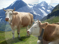 Landwirtschaft, Kuehe  auf einer Weide