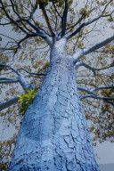 Blauer Baum