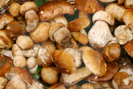 Steinpilze