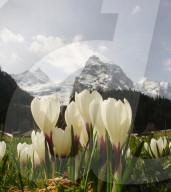 Fruehling  Alpenblume  Krokus