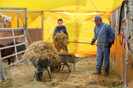 Tierpfleger mit Schubkarre Mist   Circus Nock