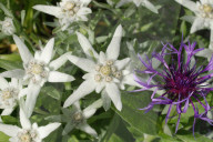Alpenblume,  Edelweiss - Flockenblume,