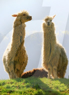 Lama  auf einer Weide