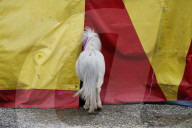 Pferd   Circus Nock