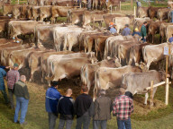 Landwirtschaft  Viehpraemierung Hasliberg Kanton Bern