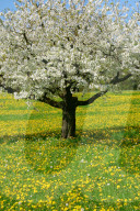 Bluehender Kirschbaum Birrfeld AG