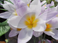 Krokus 