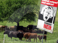 Wiese mit Kühe und "Schengen Nein"-Plakat, 2005