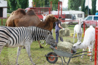 Tierpfleger , Circus Nock, Schweiz