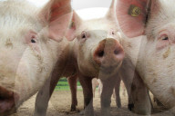 Landwirtschaft Schweine