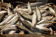 Sardinen auf dem Fischmarkt in Pula