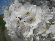 Fruehling, Kirschbaumbluethe