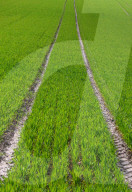 Landwirtschaft Ackerbau  Saatanbau