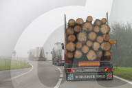 Herbst , Nebel, Holztransport