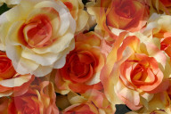 Rosen,