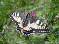 Schmetterling,  Grosser Gabelschwanz