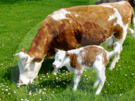 Hinterwälder Kuh mit Kälbchen, 2006