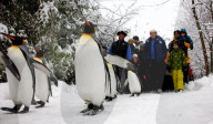 Pinguinparade Zoo Zürich 