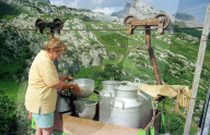 Landwirtschaft, Milchwirtschaft