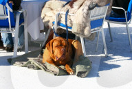 Pferderennen auf Schnee White Turf St. Moritz   Pelztraegerin mit  Hund