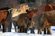 Landwirtschaft, Kuehe im Schnee