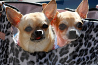 Chihuahua 