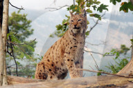 Luchs