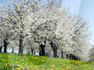 Bluehender Kirschbaum Birrfeld AG