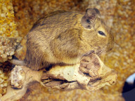 Stachelmaus