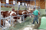 Landwirtschaft, Moderne Tierhaltung.  Brunegg AG
