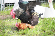 Hahn begattet Huhn Circus  Nock, Schweiz
