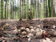 Jägerhochsitz im Wald, 2005