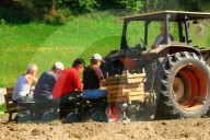 Landwirtschaft Ackerbau  Kartoffelsetzlinge
