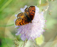 Schmetterling auf Blume.