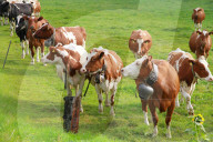 Landwirtschaft  Kuehe