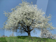 Fruehling, Kirschbaeume