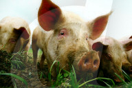 Landwirtschaft Schweine im Dreck