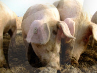 Schweine im Dreck, Freilandschwein, 2006