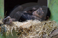Zürcher Zoo 2005: Schimpanse
