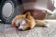Angefahrener Fuchs auf der Autobahn A1