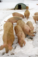 Schweine suchen Futter im Schnee