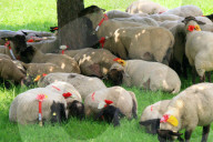 Folklore Schweiz  Schafherde 