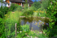 Biotop   Gartenteich
