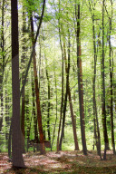 Wald