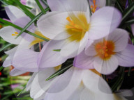 Krokus 