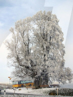 Lindenbaum und Postauto bei Linn, 2004