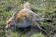 Toter Fuchs am Strassenrand