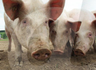 Landwirtschaft Schweine